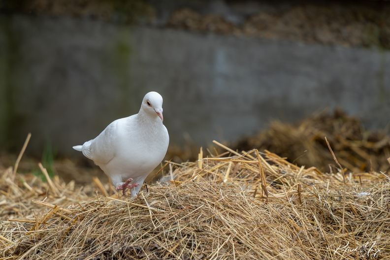 20220313_Witte duif_01142.JPG