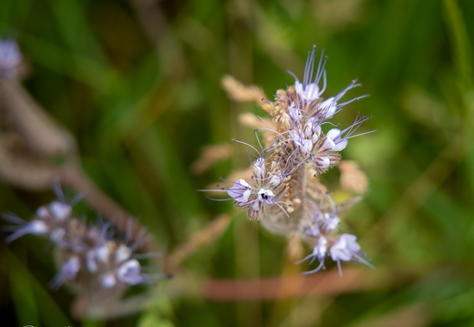 Phacelia