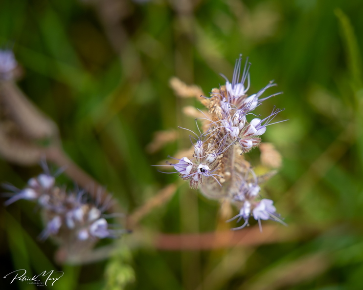 20220603_02430_Phacelia.jpg