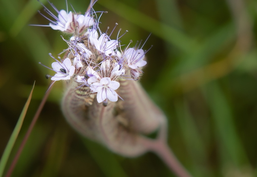 Phacelia