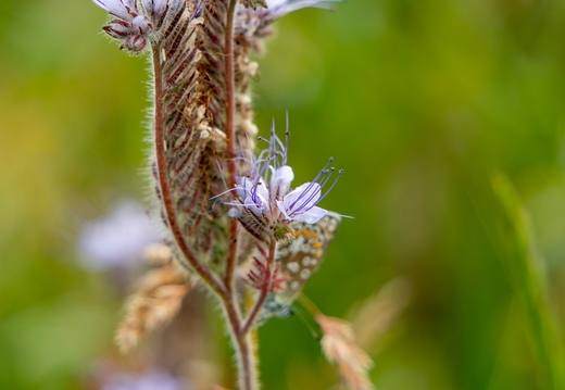 Phacelia