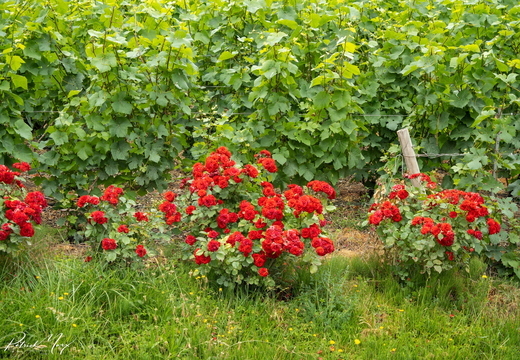 Rozenstruiken in Hautvillers