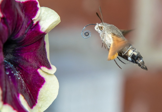 Kolibrievlinder