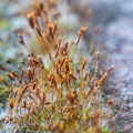 Fauna en Flora
