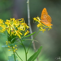 Insecten en geleedpotigen