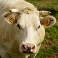 Koe
