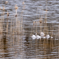 Landschappen