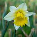 Bloemen en Planten