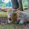 Schotse Hooglander
