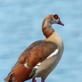 Dieren