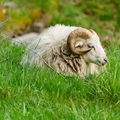 Schaap