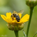 Grasbij